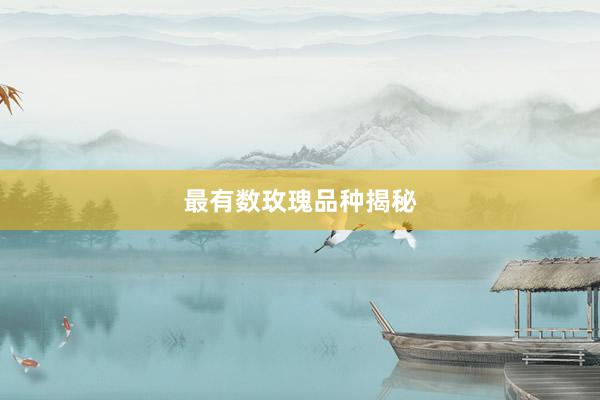最有数玫瑰品种揭秘