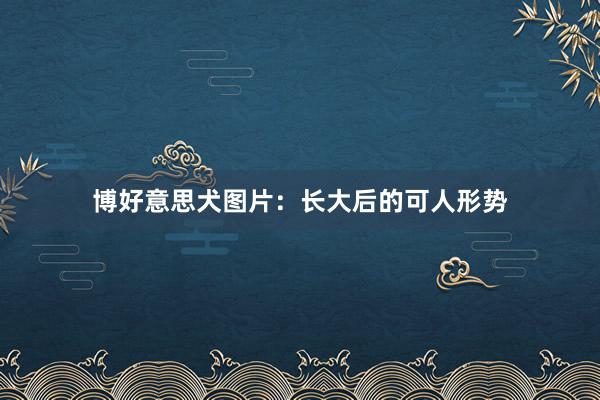 博好意思犬图片：长大后的可人形势